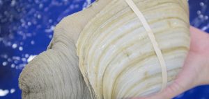 geoduck taste odd tastes